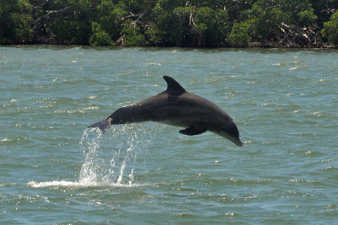 A dolphin jumping out of the water during the Banana Bay Tour Company's Dolphin Ecological Tour in Fort Myers Beach, Florida, which is available for free at Xplorie participating properties.