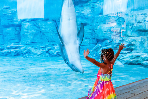Little girl in awe gets up close to a dolphin Winter at the Clearwater Aquarium in Clearwater Beach, Florida where guests staying at Xplorie participating properties can receive a free admission.