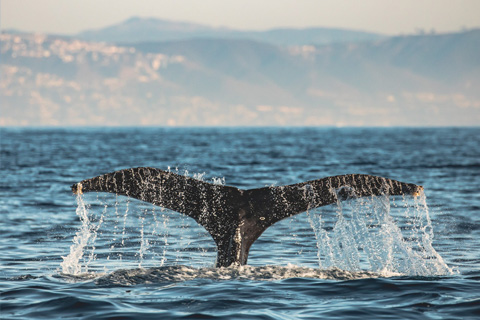 Spend the day whale watching on Davey's Locker Whale Watching and Dolphin Cruise in beautiful Newport Beach, California, courtesy of the free admission provided by Xplorie participating properties.