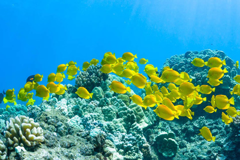 Explore the Coral Gardens on the Afternoon Snorkel with Four Winds II, in Wailuku Hawaii, where guests staying at Xplorie participating properties can enjoy a free admission.