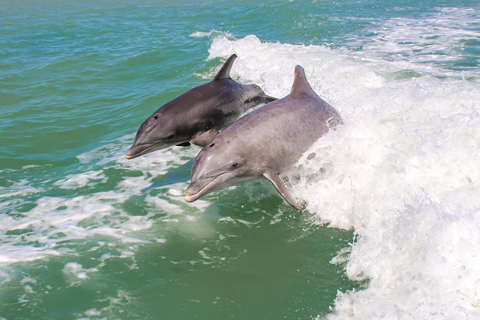 Cruise the waterways on the Morning Mimosas Dolphin Tour with Siesta Key Watersports in Sarasota, Florida, which is available for free to guests staying at Xplorie participating properties.