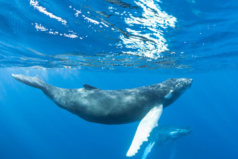 Enjoy an early bird Whale Watch Experience from Teralani Sailing Adventure, in Lahaina, Hawaii, where guests staying at Xplorie participating properties can enjoy a free admission.