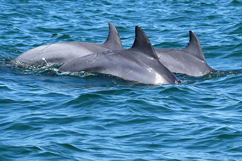 Dolphins that can be seen while aboard the Voyager in North Myrtle Beach, South Carolina, where Xplorie participating properties offer a free admission aboard the Dolphin Adventure Cruise.