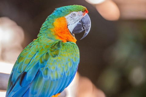 Explore rescued birds and reptiles among sprawling banyan trees at Wonder Gardens in Bonita Springs, Florida, where guests staying at Xplorie participating properties can receive a free admission to the room of their choice.