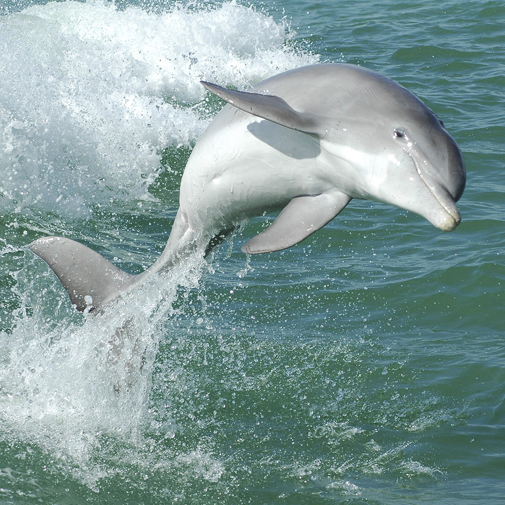 Hilton-Head-Dolphin