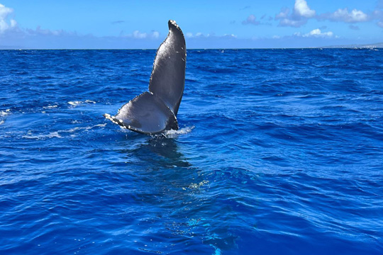 Ultimate Whalewatch & Snorkel: 2.5 Hour Luxury Tour