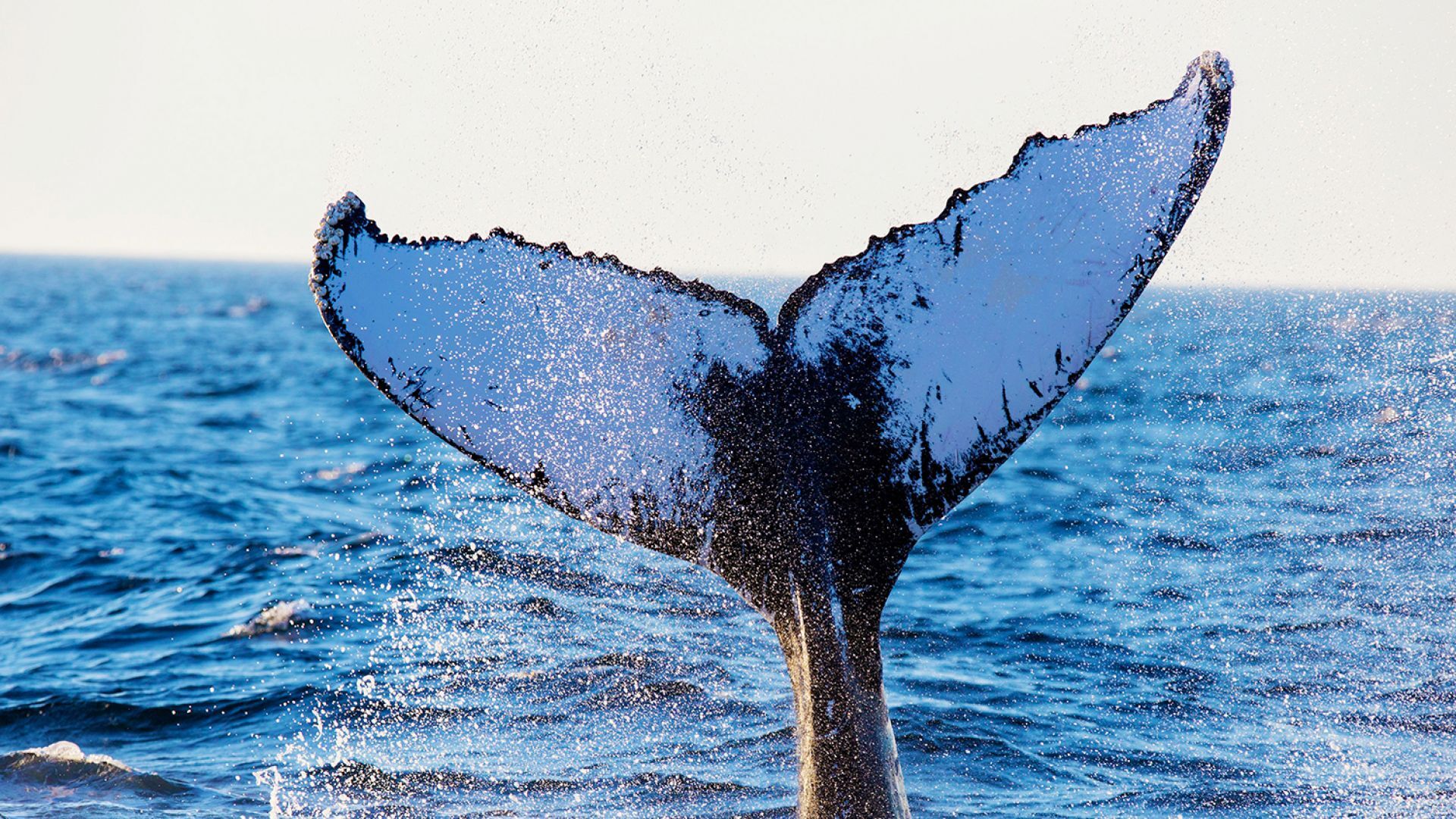 Whale and Dolphin Watching Adventures