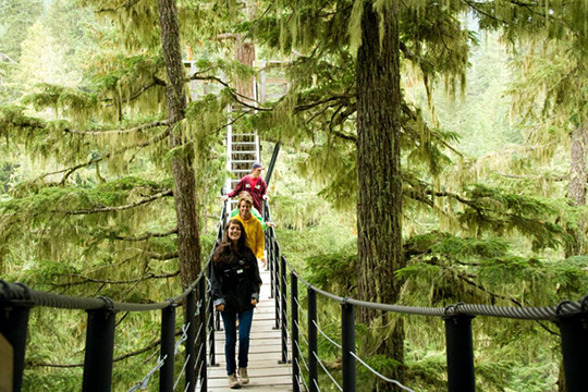 Ziptrek Ecotours - TreeTrek Canopy Walk Tour